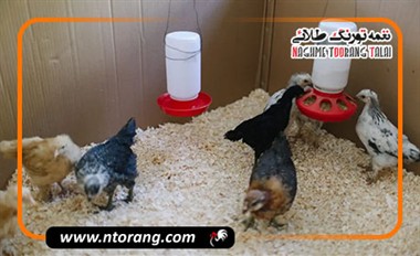 روش‌های بهینه تغذیه جوجه‌های یک تا چهار هفته برای رشد سریع و سالم